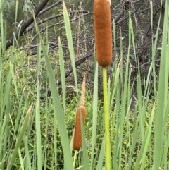 Typha orientalis (Broad-leaved Cumbumgi) at Paddys River, ACT - 24 Feb 2022 by JaneR