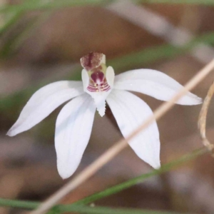 Caladenia fuscata at Acton, ACT - 4 Sep 2023