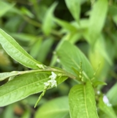 Persicaria hydropiper (Water Pepper) at Paddys River, ACT - 24 Feb 2022 by JaneR