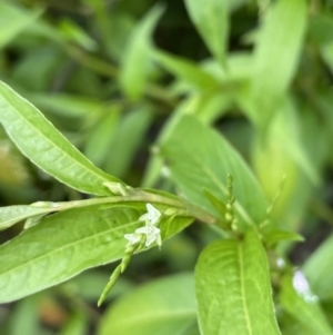 Persicaria hydropiper at Paddys River, ACT - 24 Feb 2022