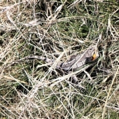 Amphibolurus muricatus at Molonglo Valley, ACT - 3 Sep 2023 by CathB