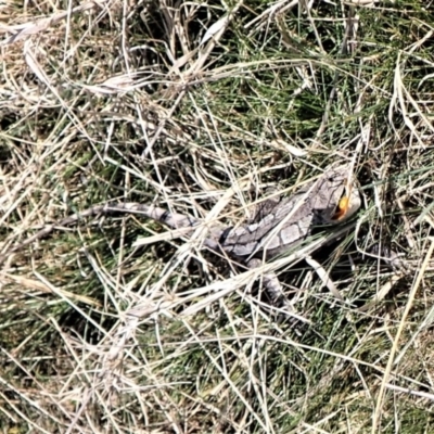 Amphibolurus muricatus (Jacky Lizard) at Molonglo Valley, ACT - 3 Sep 2023 by CathB