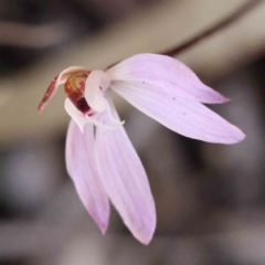 Caladenia fuscata (Dusky Fingers) at Caladenia Forest, O'Connor - 4 Sep 2023 by ConBoekel