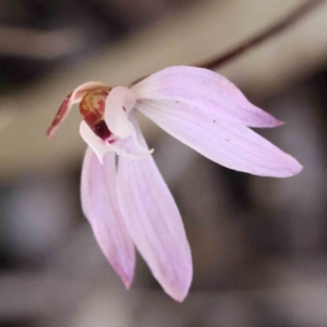 Caladenia fuscata at Acton, ACT - 4 Sep 2023