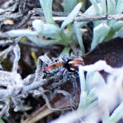 Maratus calcitrans (Kicking peacock spider) at Aranda Bushland - 1 Sep 2023 by CathB