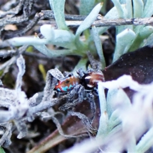 Maratus calcitrans at Belconnen, ACT - suppressed