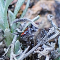 Maratus calcitrans at Belconnen, ACT - suppressed