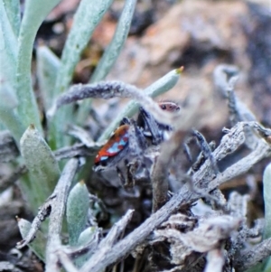 Maratus calcitrans at Belconnen, ACT - 1 Sep 2023