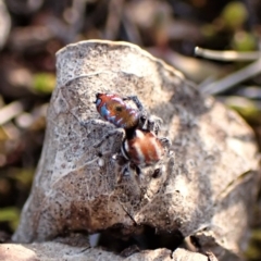 Maratus calcitrans at Belconnen, ACT - suppressed