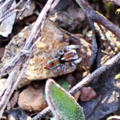 Maratus calcitrans at Belconnen, ACT - suppressed