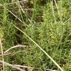 Scleranthus diander (Many-flowered Knawel) at Wamboin, NSW - 28 Aug 2023 by Komidar