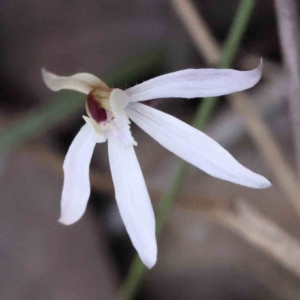 Caladenia fuscata at Acton, ACT - 4 Sep 2023