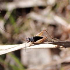 Trigonidium australiana (Leaf running cricket) at Mount Painter - 3 Sep 2023 by CathB