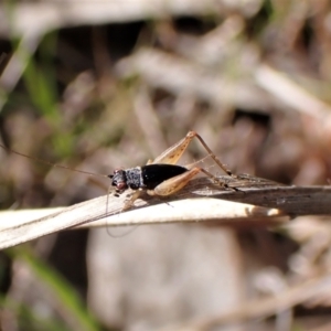 Trigonidium australiana at Belconnen, ACT - 3 Sep 2023