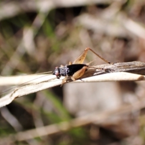 Trigonidium australiana at Belconnen, ACT - 3 Sep 2023 02:13 PM