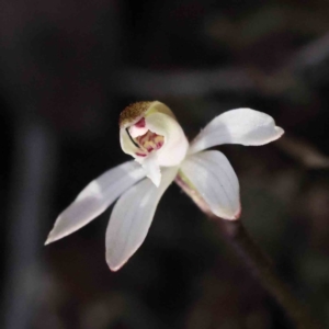 Caladenia fuscata at Acton, ACT - 4 Sep 2023