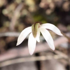 Caladenia fuscata at Acton, ACT - 4 Sep 2023