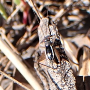 Trigonidium (Balamara) albovittatum at Belconnen, ACT - 3 Sep 2023