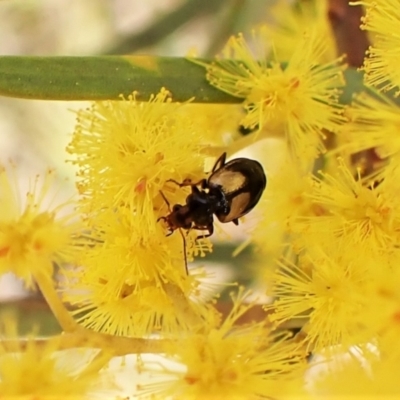 Sarothrocrepis civica (An arboreal 'ground' beetle) at Belconnen, ACT - 3 Sep 2023 by CathB