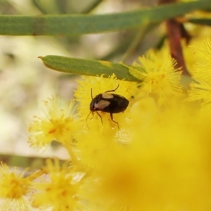 Sarothrocrepis civica at Belconnen, ACT - 3 Sep 2023