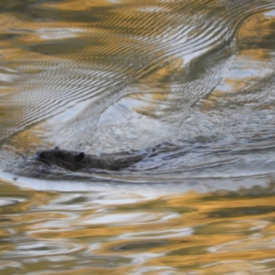 Hydromys chrysogaster (Rakali or Water Rat) at Louth, NSW - 28 Aug 2023 by SimoneC