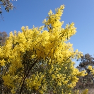 Acacia boormanii at Belconnen, ACT - 3 Sep 2023