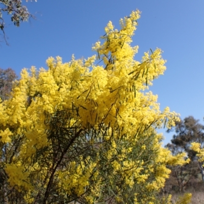 Acacia boormanii (Snowy River Wattle) at Belconnen, ACT - 3 Sep 2023 by CathB