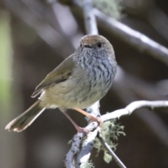 Acanthiza pusilla (Brown Thornbill) at Paddys River, ACT - 4 Sep 2023 by RodDeb