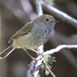 Acanthiza pusilla at Paddys River, ACT - 4 Sep 2023