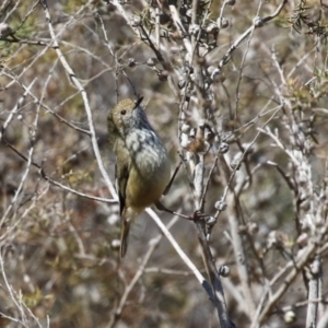 Acanthiza pusilla at Paddys River, ACT - 4 Sep 2023