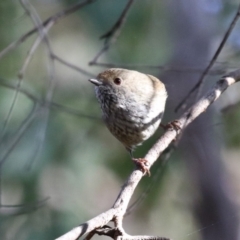 Acanthiza pusilla at Paddys River, ACT - 4 Sep 2023 02:47 PM