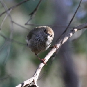 Acanthiza pusilla at Paddys River, ACT - 4 Sep 2023 02:47 PM