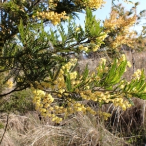 Acacia decurrens at Belconnen, ACT - 3 Sep 2023 03:09 PM