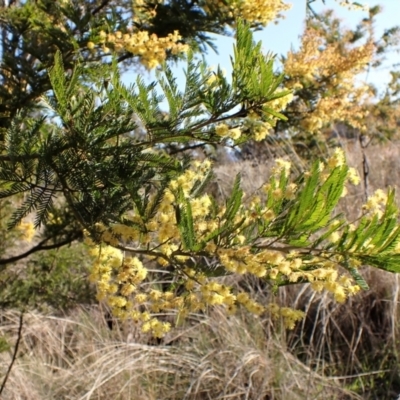 Acacia decurrens (Green Wattle) at Belconnen, ACT - 3 Sep 2023 by CathB