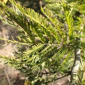 Acacia decurrens at Belconnen, ACT - 3 Sep 2023