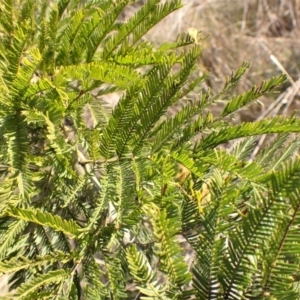 Acacia decurrens at Belconnen, ACT - 3 Sep 2023