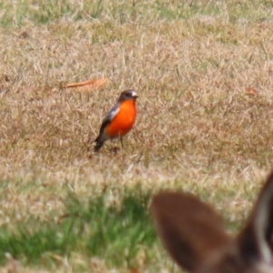 Petroica phoenicea at Paddys River, ACT - 4 Sep 2023