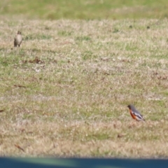 Petroica phoenicea at Paddys River, ACT - 4 Sep 2023