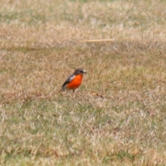 Petroica phoenicea at Paddys River, ACT - 4 Sep 2023