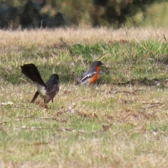 Petroica phoenicea at Paddys River, ACT - 4 Sep 2023