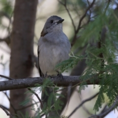 Colluricincla harmonica (Grey Shrikethrush) at Paddys River, ACT - 4 Sep 2023 by RodDeb