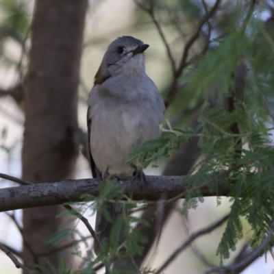 Colluricincla harmonica (Grey Shrikethrush) at Paddys River, ACT - 4 Sep 2023 by RodDeb