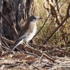 Colluricincla harmonica at Paddys River, ACT - 4 Sep 2023