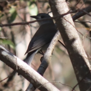 Colluricincla harmonica at Paddys River, ACT - 4 Sep 2023 03:48 PM