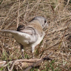 Colluricincla harmonica at Paddys River, ACT - 4 Sep 2023