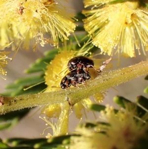 Ditropidus sp. (genus) at Belconnen, ACT - 3 Sep 2023