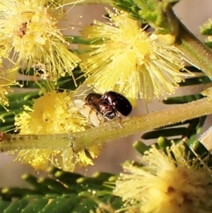 Ditropidus sp. (genus) at Belconnen, ACT - 3 Sep 2023