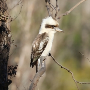 Dacelo novaeguineae at Paddys River, ACT - 4 Sep 2023 03:57 PM