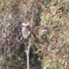 Dacelo novaeguineae at Paddys River, ACT - 4 Sep 2023