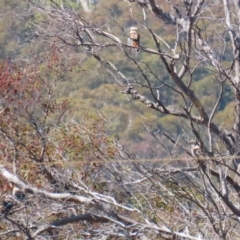 Dacelo novaeguineae at Paddys River, ACT - 4 Sep 2023